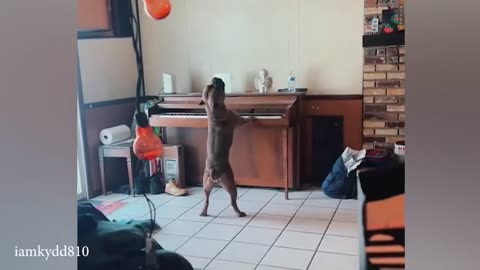 FUNNIEST Dogs Videos of 2024😇