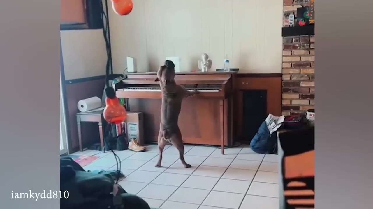 FUNNIEST Dogs Videos of 2024😇