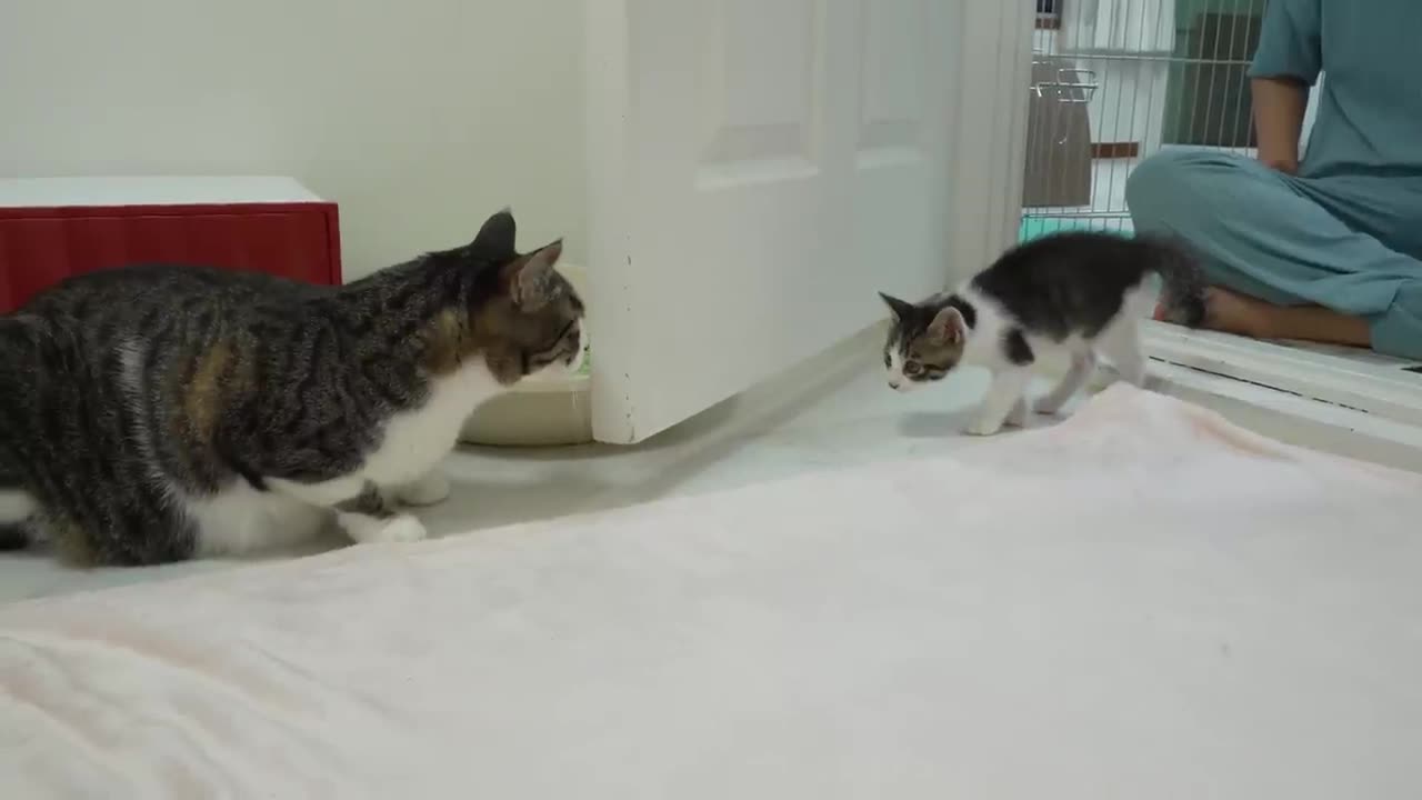 "Tiny Kitten Meets Big Cats for the First Time – Heartwarming Moments!"