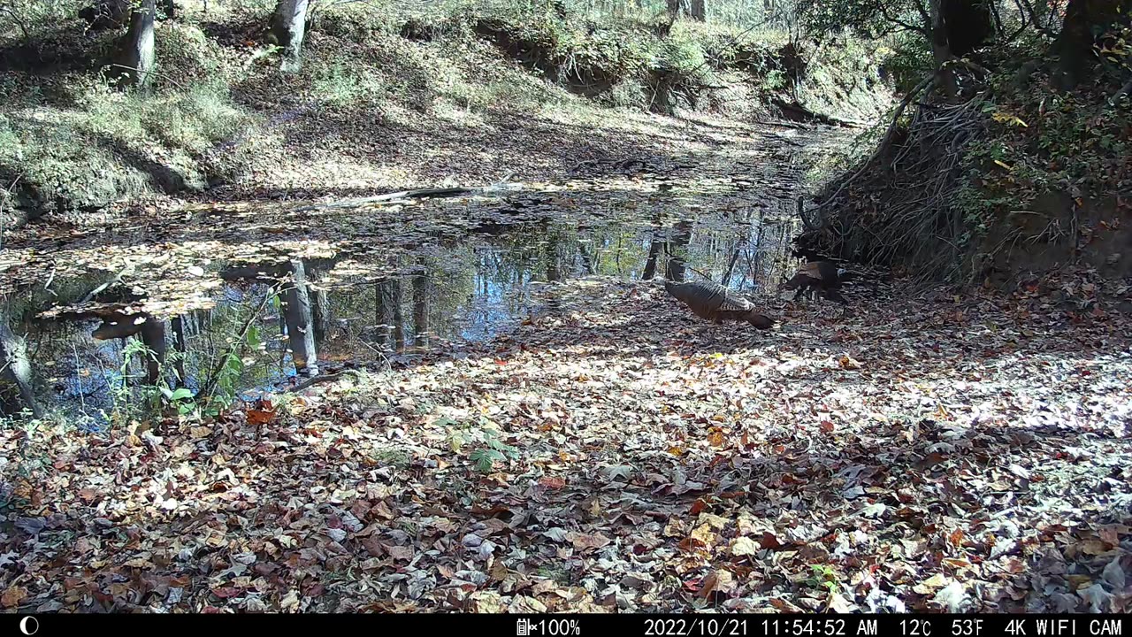 Three Wild Turkeys