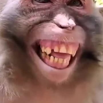 Funny Monkey