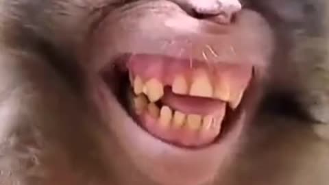 Funny Monkey