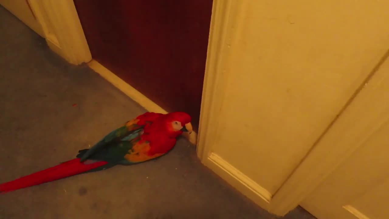 BIRD TRIES TO GET IN BATHROOM TO TAKE SHOWER WITH HER FIRST LOVE, DAD