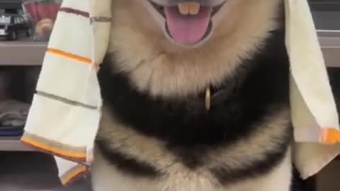 funny dog
