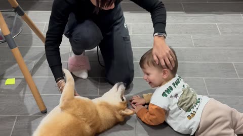 Boy Pretends To Be Shiba Inu