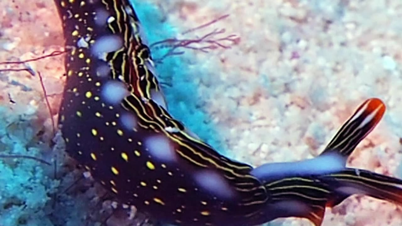 Walking Nudibranch Shaking Its Head