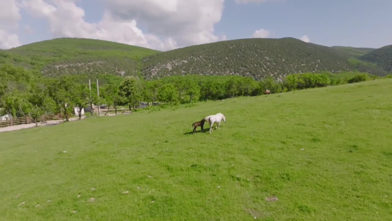 Heart of the Wind: Horses in Epic Moments of Freedom and Power