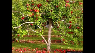 Odds and Ends S3 8 Canadian Federal Apple Breeding Program