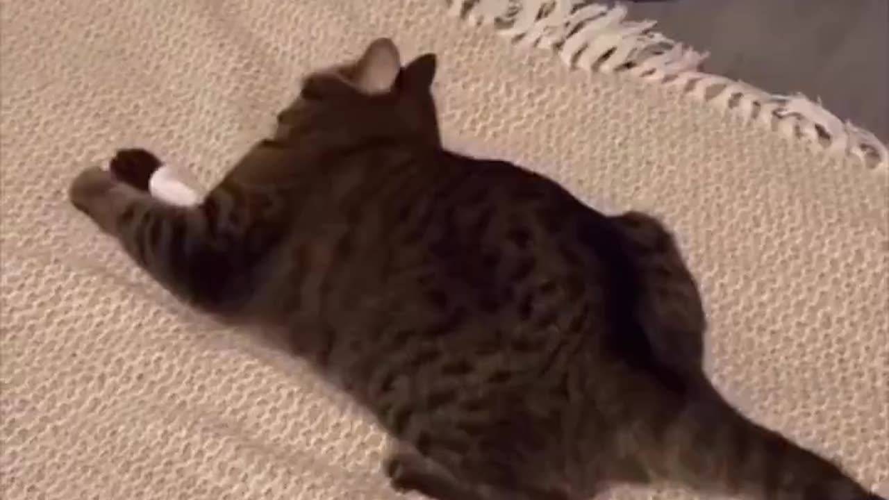 When your cat prefers the receipt over the toys you bought.. 😂