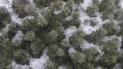 Juniper in the snow