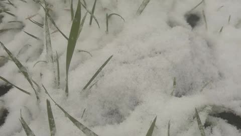 Green grass under the snow