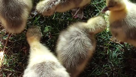 When a Duck Eats Grass: Hilarious Moments"