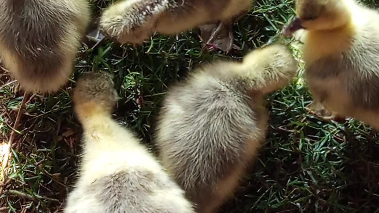 When a Duck Eats Grass: Hilarious Moments"