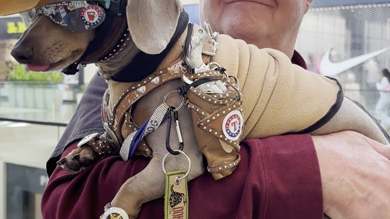 Dachshund Dressed Up as a Texas Cowboy