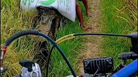 Rice harvest