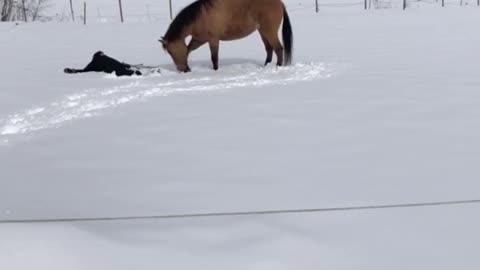 Snow Angels