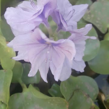 Eichhornia aquatic beauty