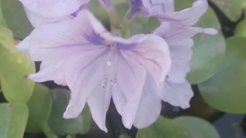 Eichhornia aquatic beauty