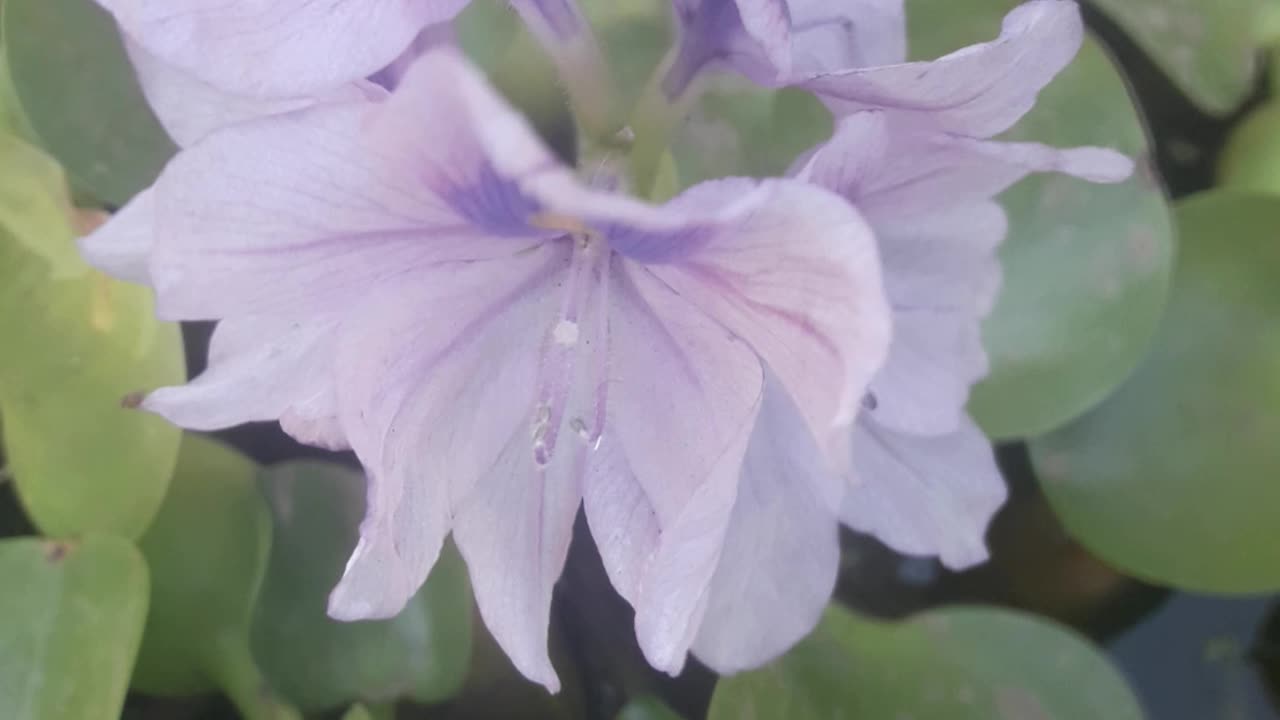 Eichhornia aquatic beauty