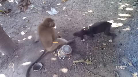 Dog funny videos