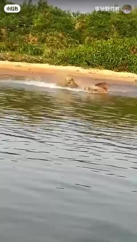 🎯 The Missed Shot