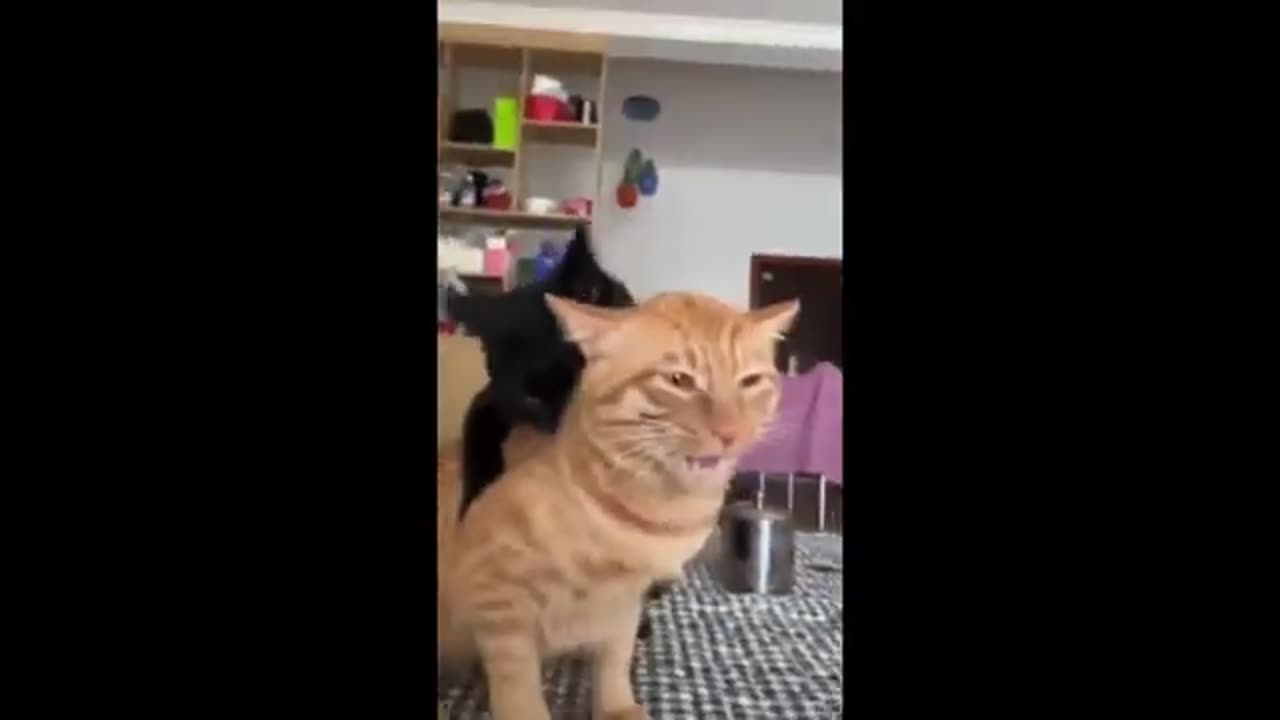 Funny Animal video 001