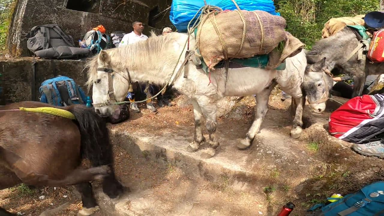 Bhotia Pony in India