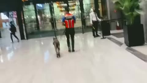 Pack of Cannabis on me Filipino 🇵🇭 Drug Dog Ain’t Do Nun