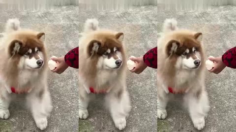 What a cute puppy