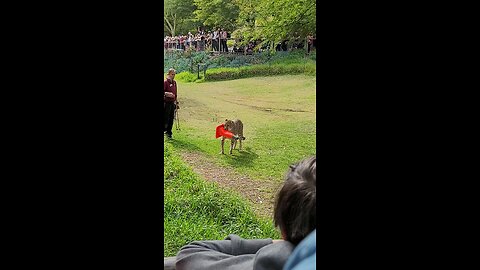 Dog vs Cheetah