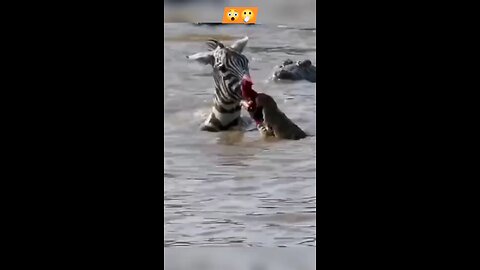 the crocodile attack the zebra very badly 🥹