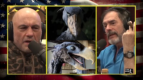 Joe & Mark React To WILD Looking Bird Species