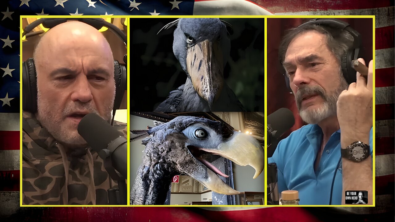 Joe & Mark React To WILD Looking Bird Species