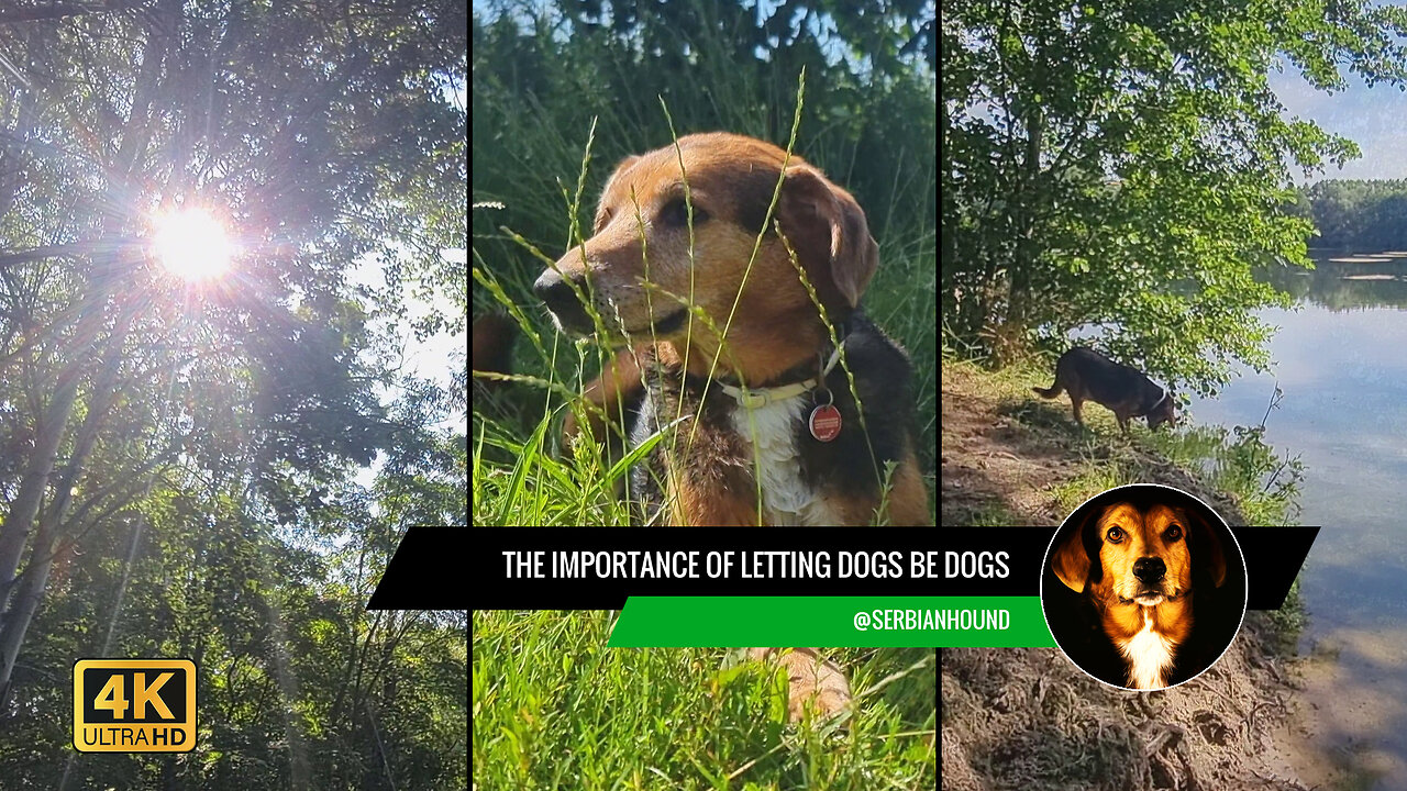 The Importance of Letting Dogs Be Dogs