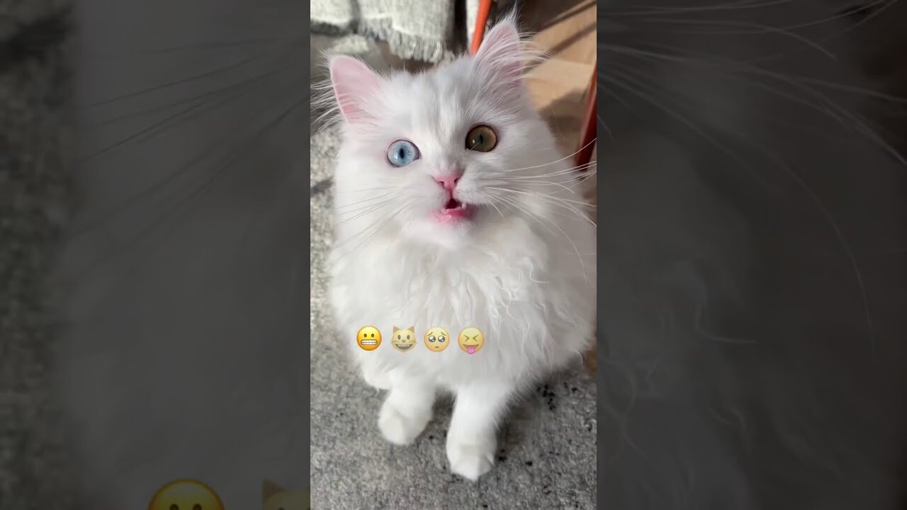 Emoji challenge cat | Funny cat | White Persian cat 😺😺