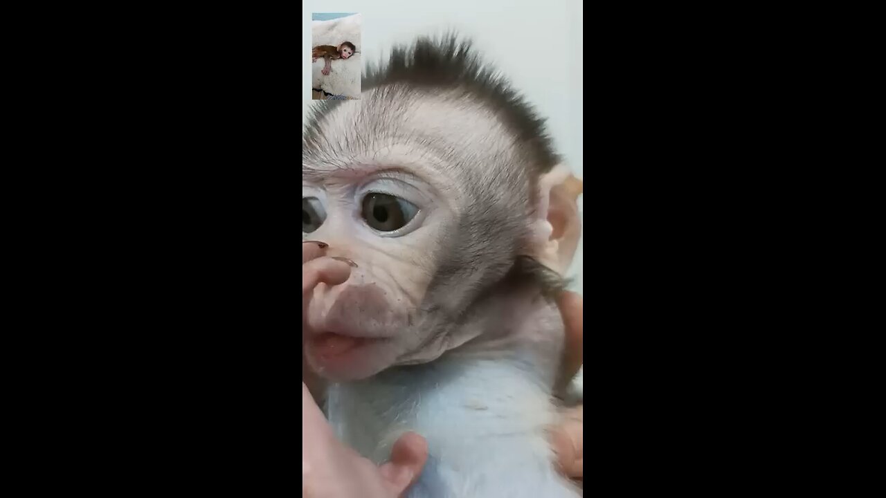 Cute monkey