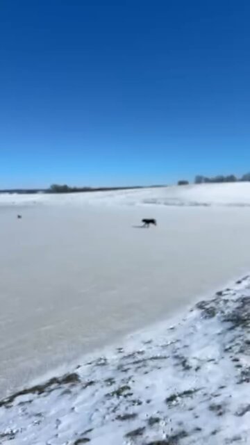 That’s a good boy!