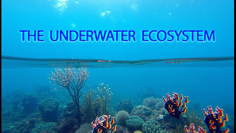 The underwater ecosystem