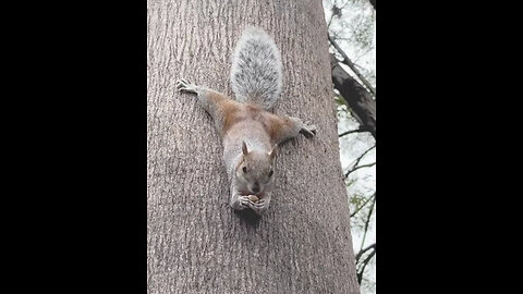 Funny Animal - Upside down splitted leg squirrel (dont try this at home🤪) #funnyshorts #funnyanimal