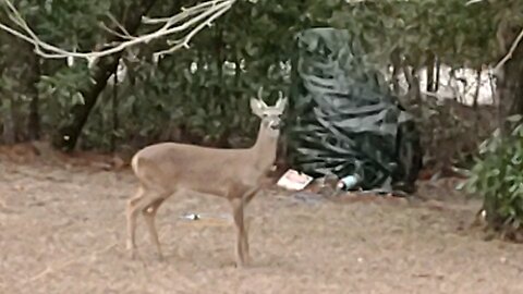 Two Florida Bucks in my yard 1/22/25