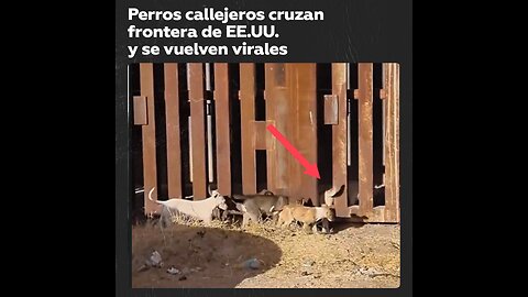 Un grupo de perros ‘indocumentados’ cruzan frontera de EE.UU. como si nada