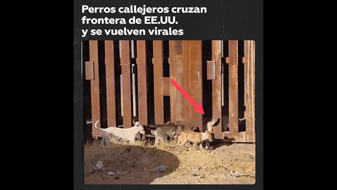 Un grupo de perros ‘indocumentados’ cruzan frontera de EE.UU. como si nada