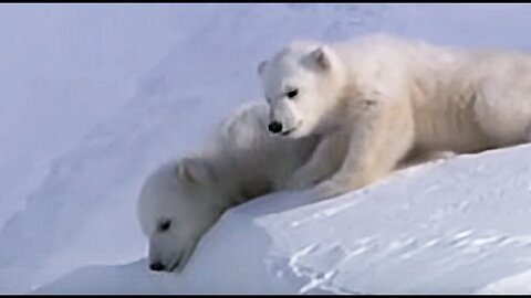 Cute Polar Bear Cubs Slip on the Arctic Ice