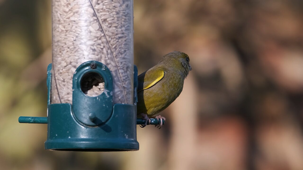 Beautiful Bird | nature | Bird sound | Relaxing video