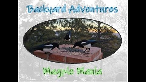 Magpie Mania