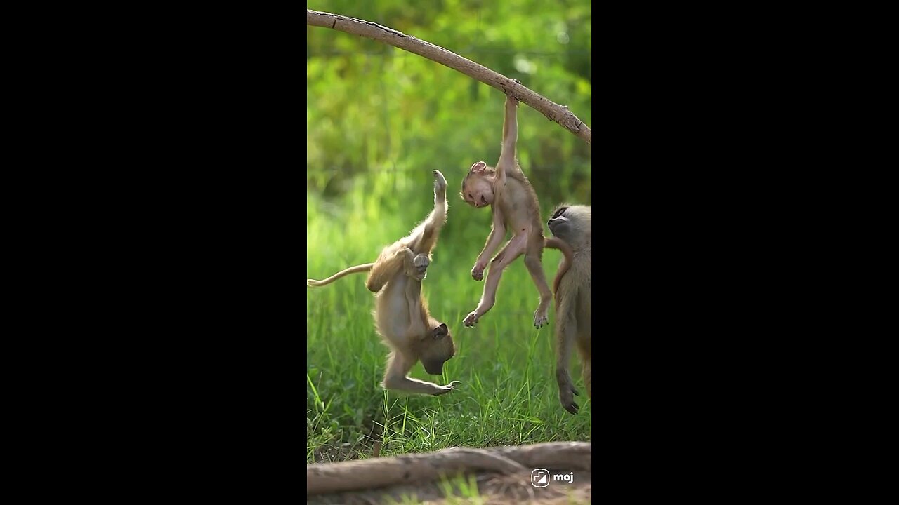 Adorable Animal Babies Playfully Battling | Cutest Animal Fights" by rvcjinsta