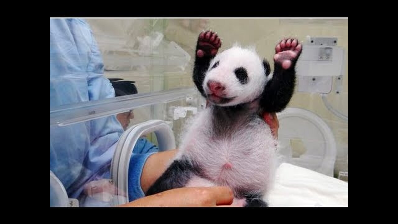 Baby Panda Meets Mom For First Time PSN Experiment