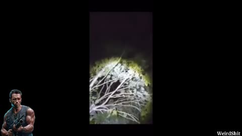 Strange invisible creature on the trees was recorded in an undisclosed location