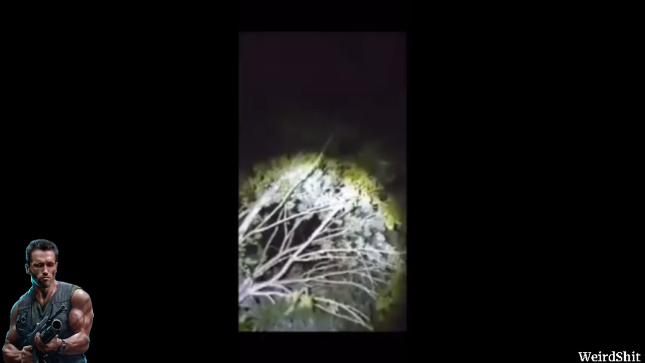 Strange invisible creature on the trees was recorded in an undisclosed location