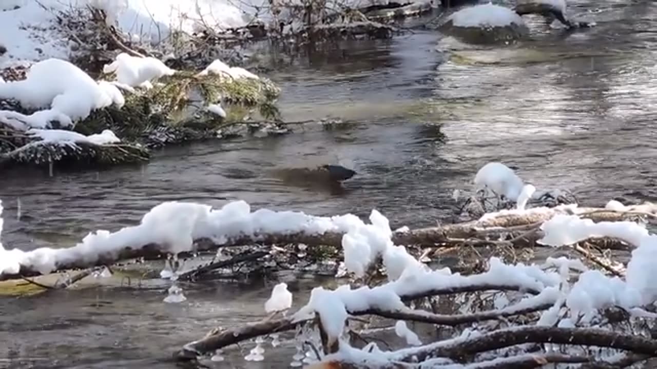 American Dipper